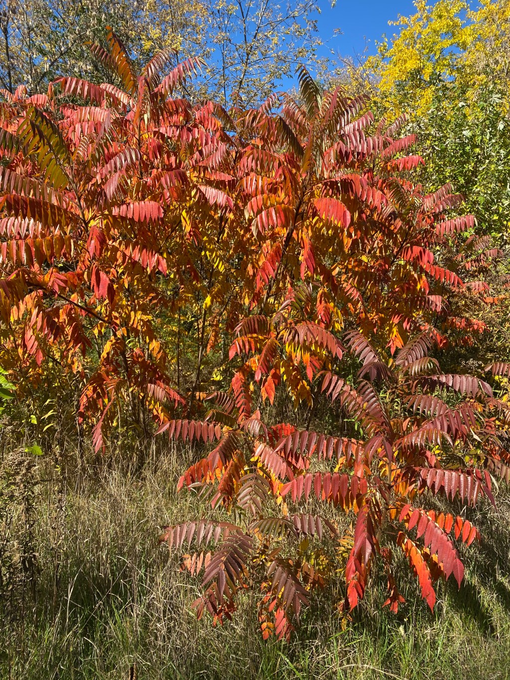 Philosophy, human rights, and&nbsp;nature